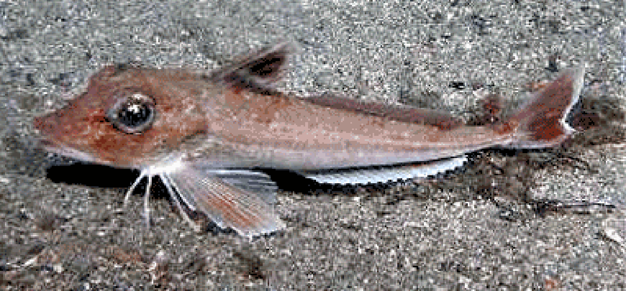 the grey gurnard (Eutrigla gurnardus)