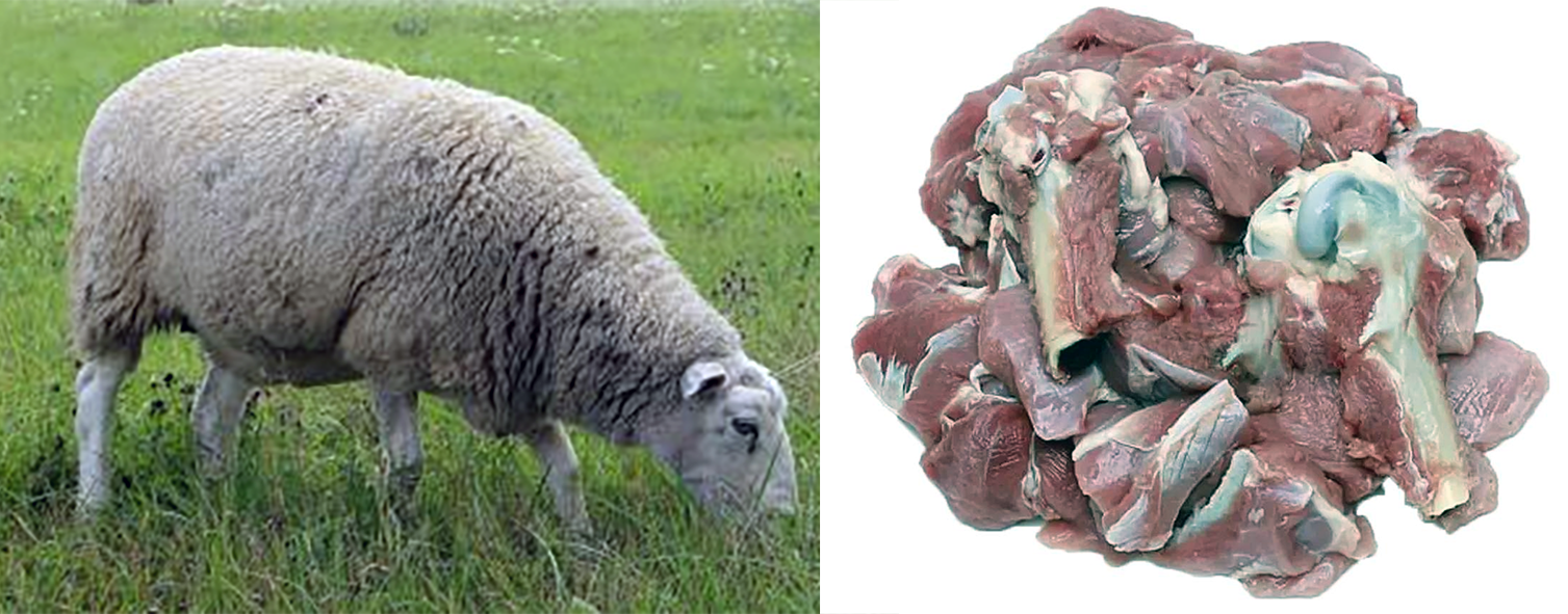 Mature mutton and a selection of mutton cuts.
