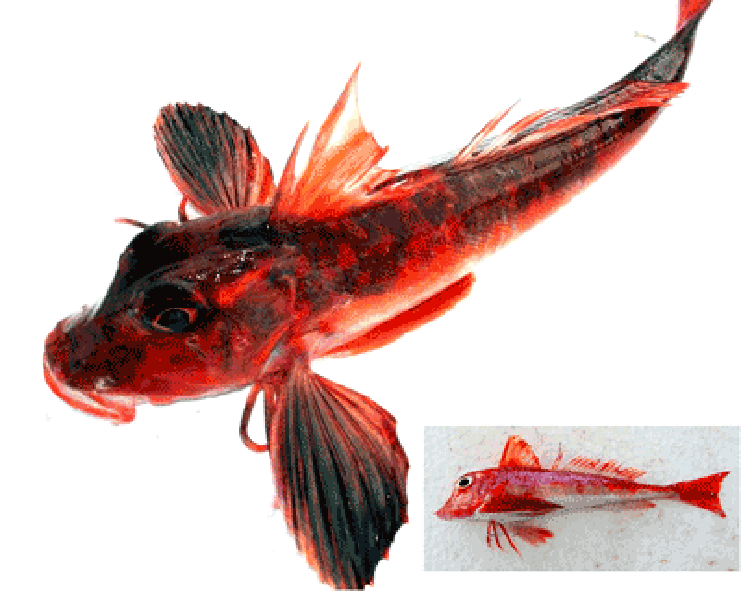 the red gurnard (Chelidonichthys cuculus)