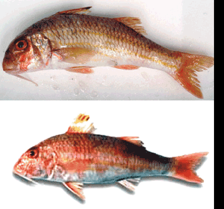 red mullets, with Mullus surmuletus top, Mullus surmuletus, bottom