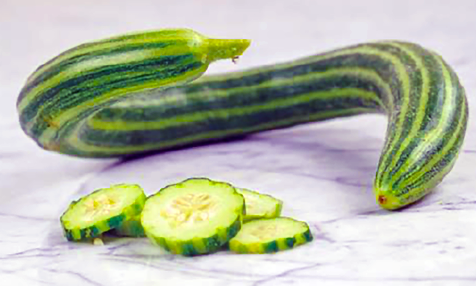 Snake melon, Cucumis melo subsp. melo the cucumis of Pliny.