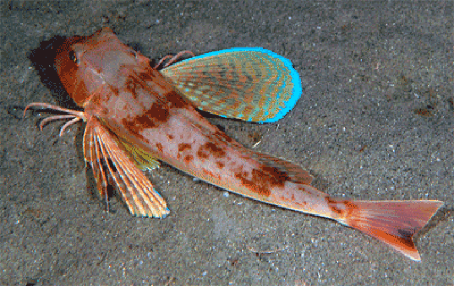 The tub gurnard (Chelidonichthys lucerna)