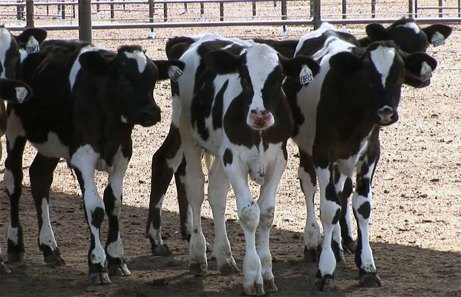 A group of veal calves.