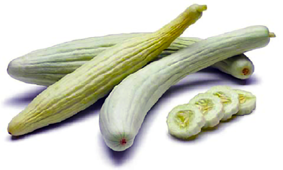 White Snake melon, showing its similarity to cucumber.