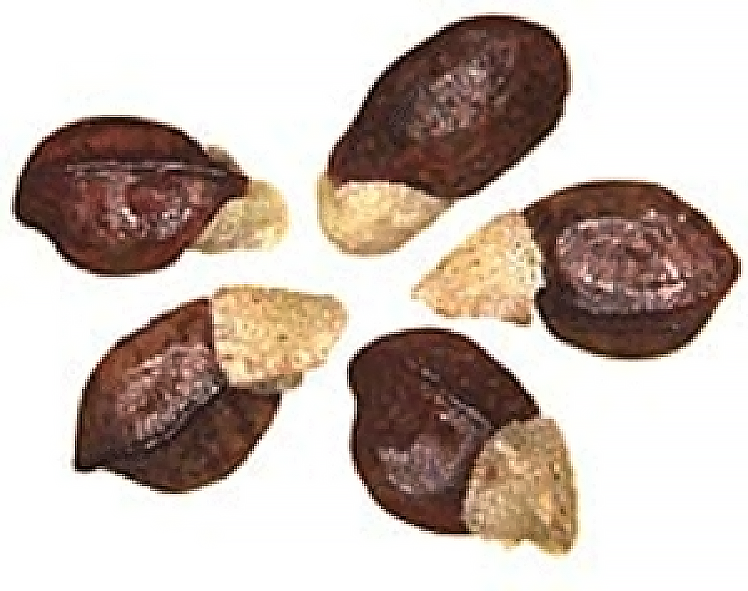 Five acacia seeds in a circle