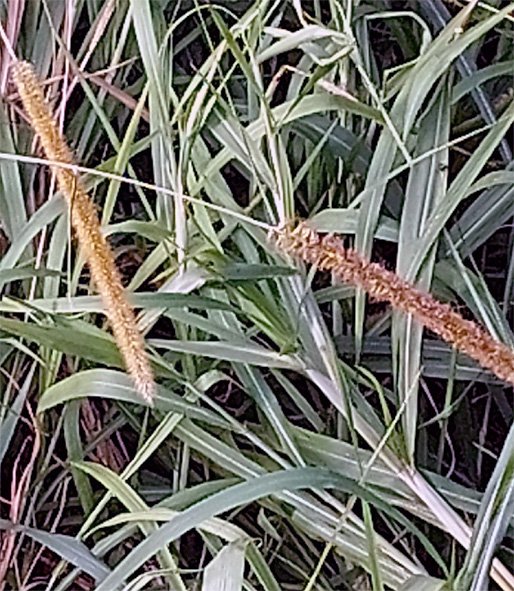 Acharam, Pennisetum purpureum grass and young grass cut ready for sale