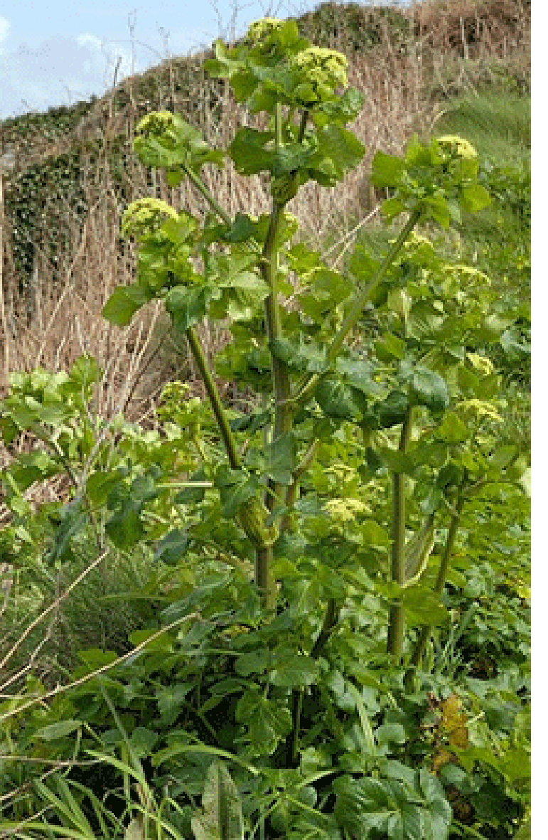 Alexanders plant