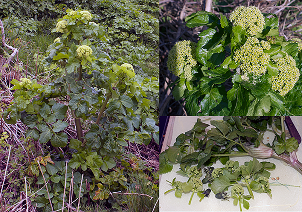 Olive branch mosaic, preserved olives from Pompeii and a bowl of table olives.