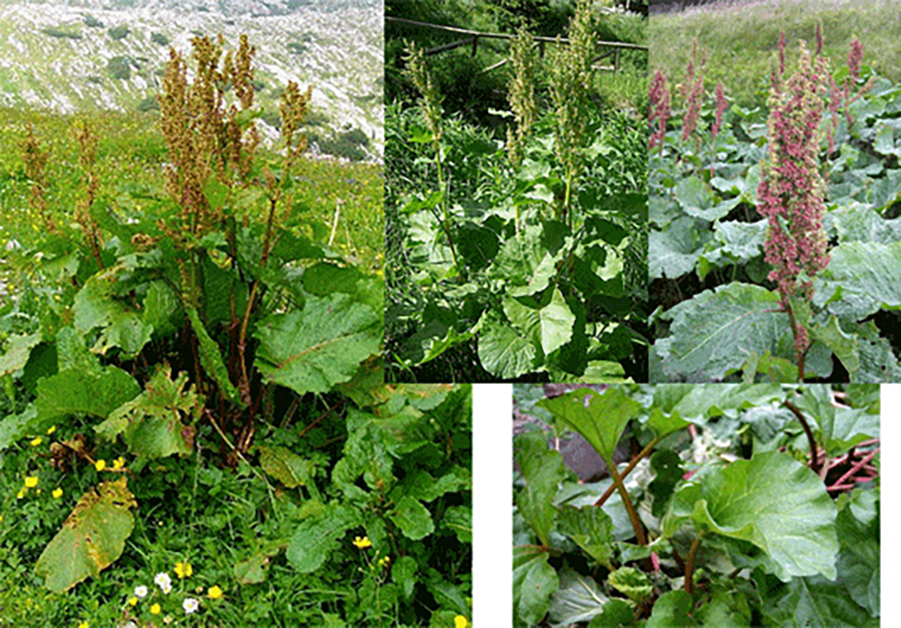 Alpine Dock (Rumex alpinus)