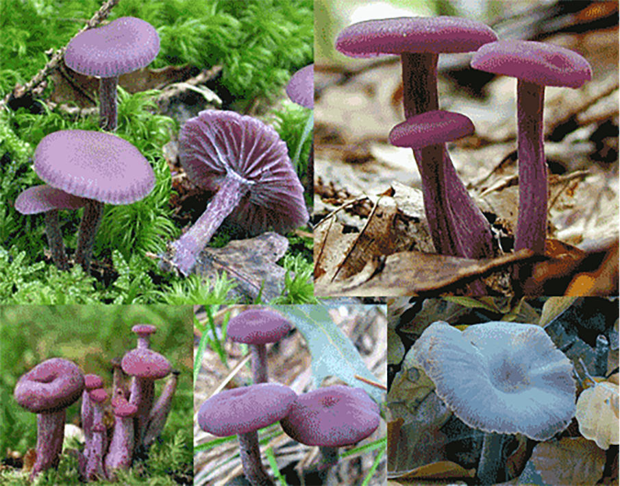 Amethyst Deceiver (Laccaria amethystina)