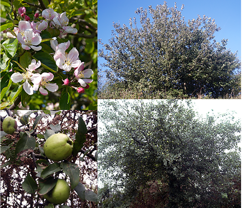 crab apples and apple tree