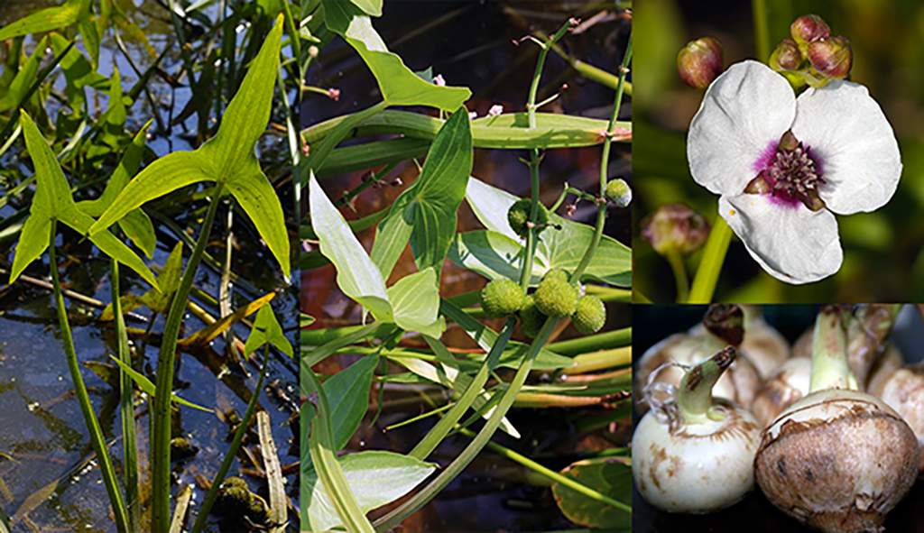 Arrowhead (Sagittaria sagittifolia), showing the plant
