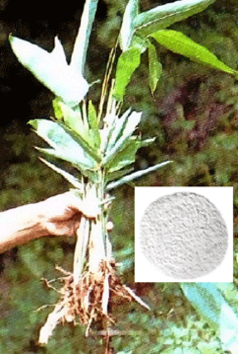 Arrowroot plant with dried arrowroot powder insert