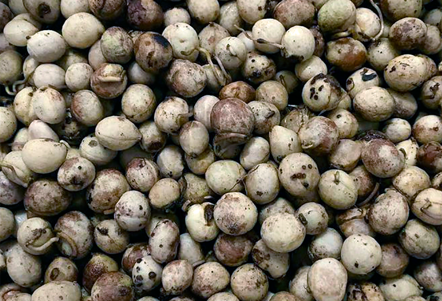 Image of a pile of bambara groundnuts