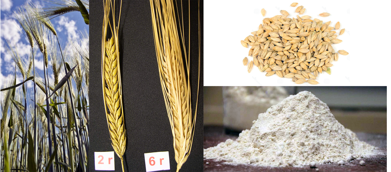 Green barley plants in the field, ears to two row and six row barley along with hulled barley grains and barley flour