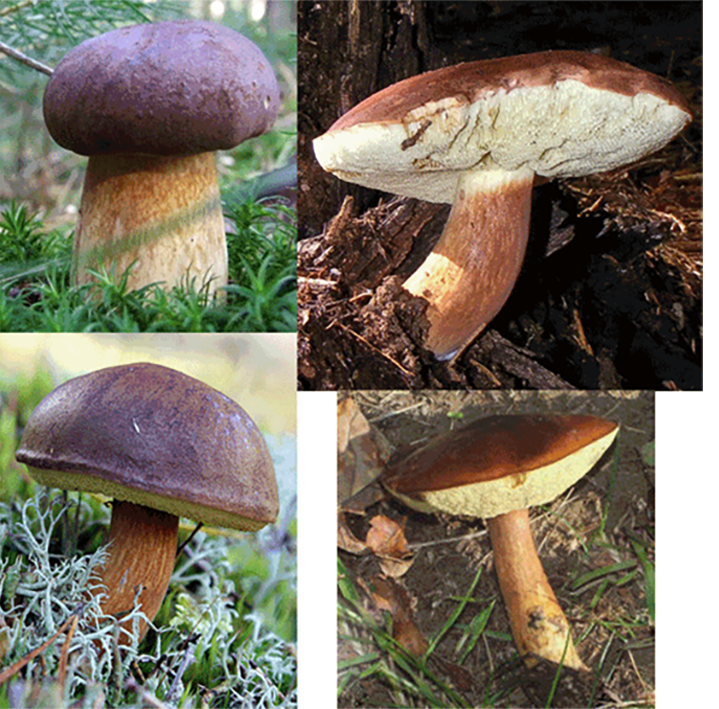 Bay bolete (Imleria badia), showing the cap, stipe and gills at different ages of the fruiting body