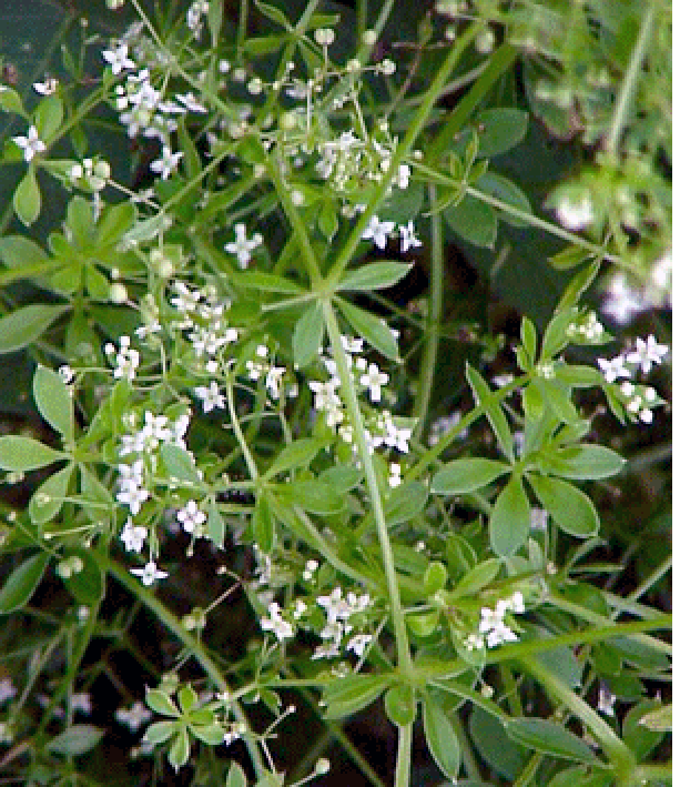Mature bedstraw plant in flower