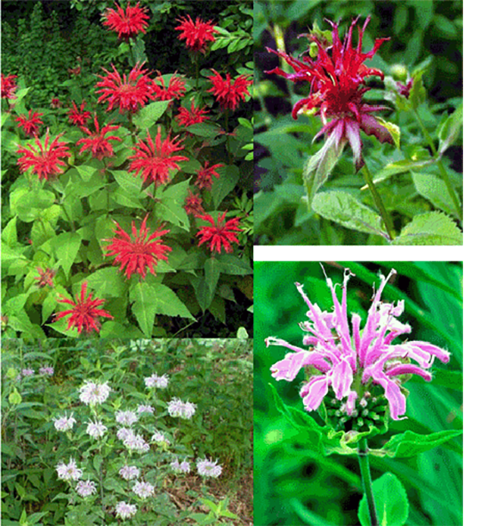 Bee Balm Flowers