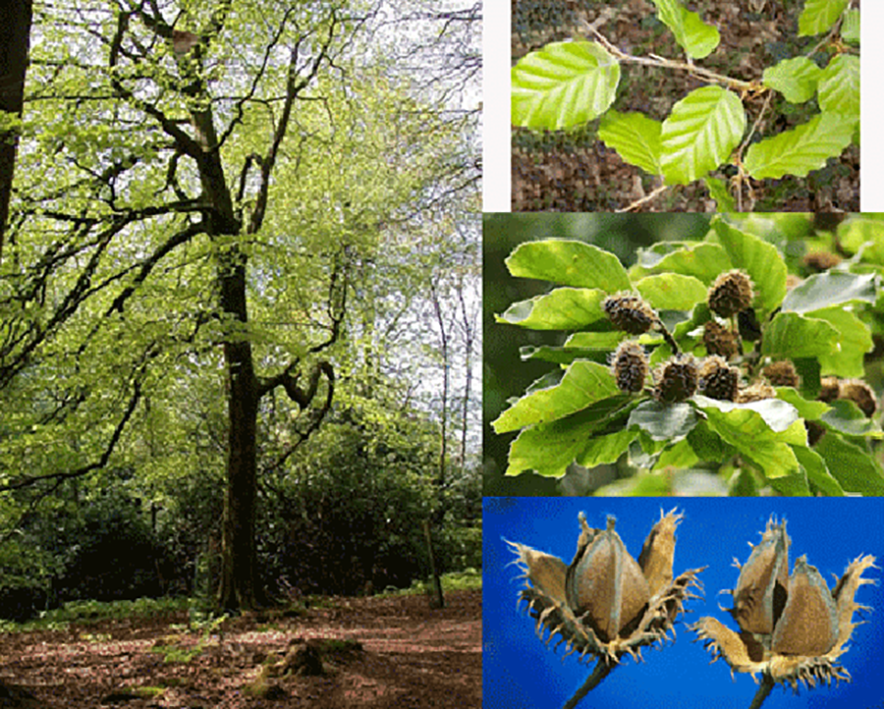 Beech tree (fagus sylvatica), showing the leaves and edible beech masts