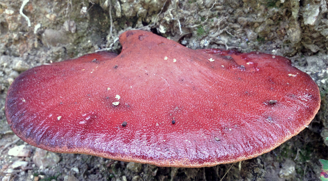 Beefsteak bracket fungus (Fistulina hepatica)