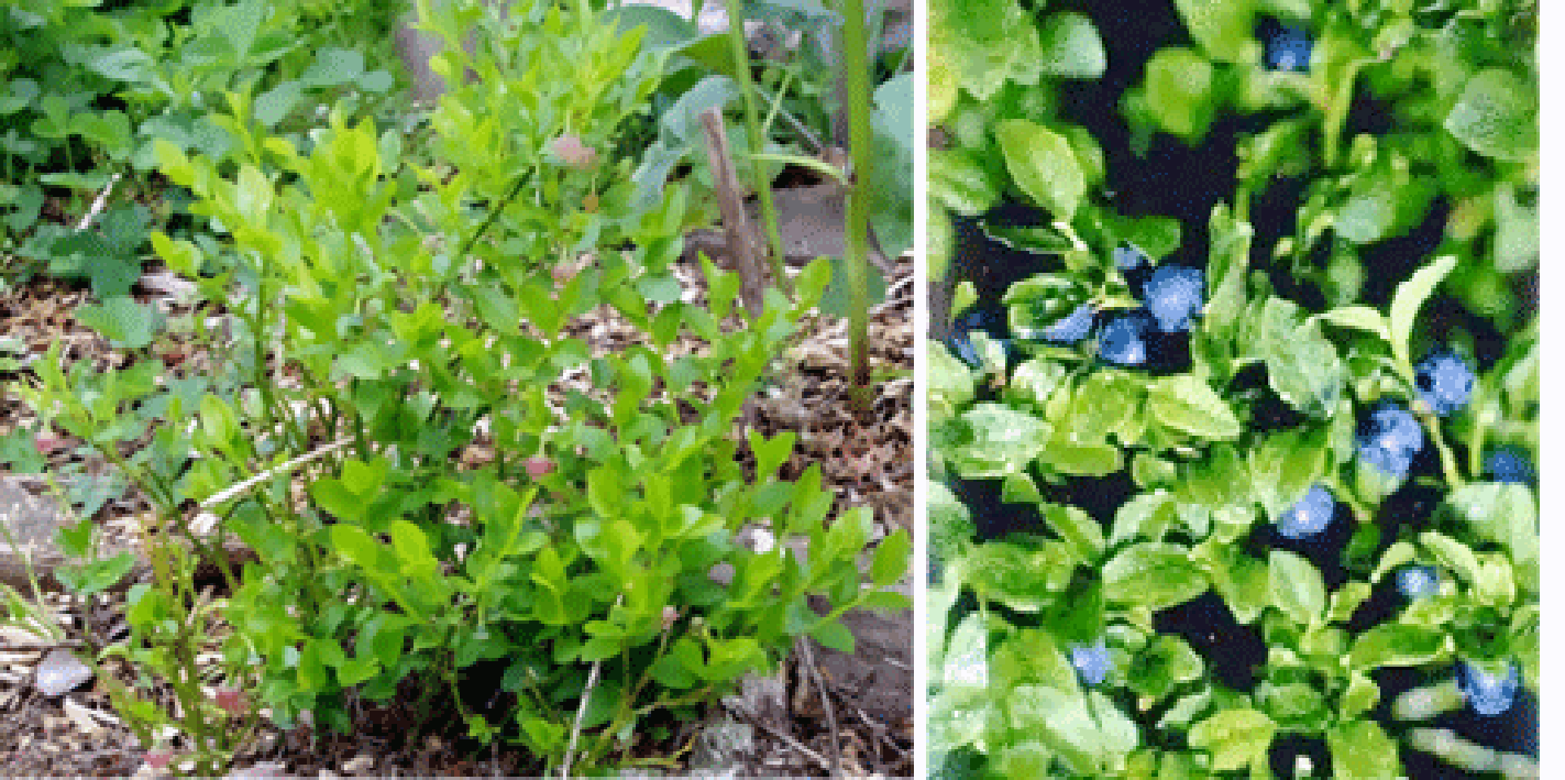 Bilberry bush and branches with fruit