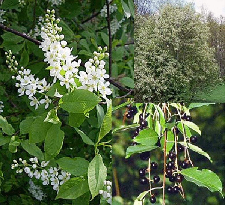 Bird Cherry (Prunus padus), showing the tree, edible fruit and edible flowers