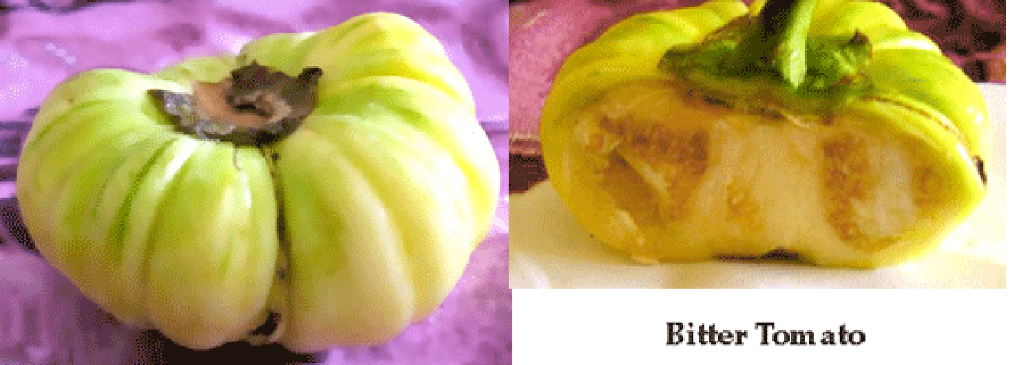 Bitter tomato fruit