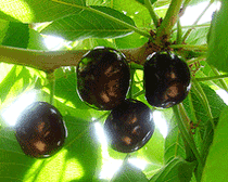 Black Heart Cherry