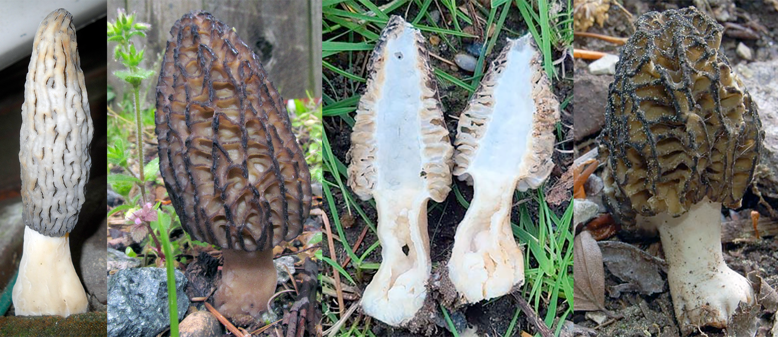 Black Morel (Morchella importuna), showing an immature fruiting body, a mature specimen in a garden setting, a specimen cut in half and a specimen in an outside setting