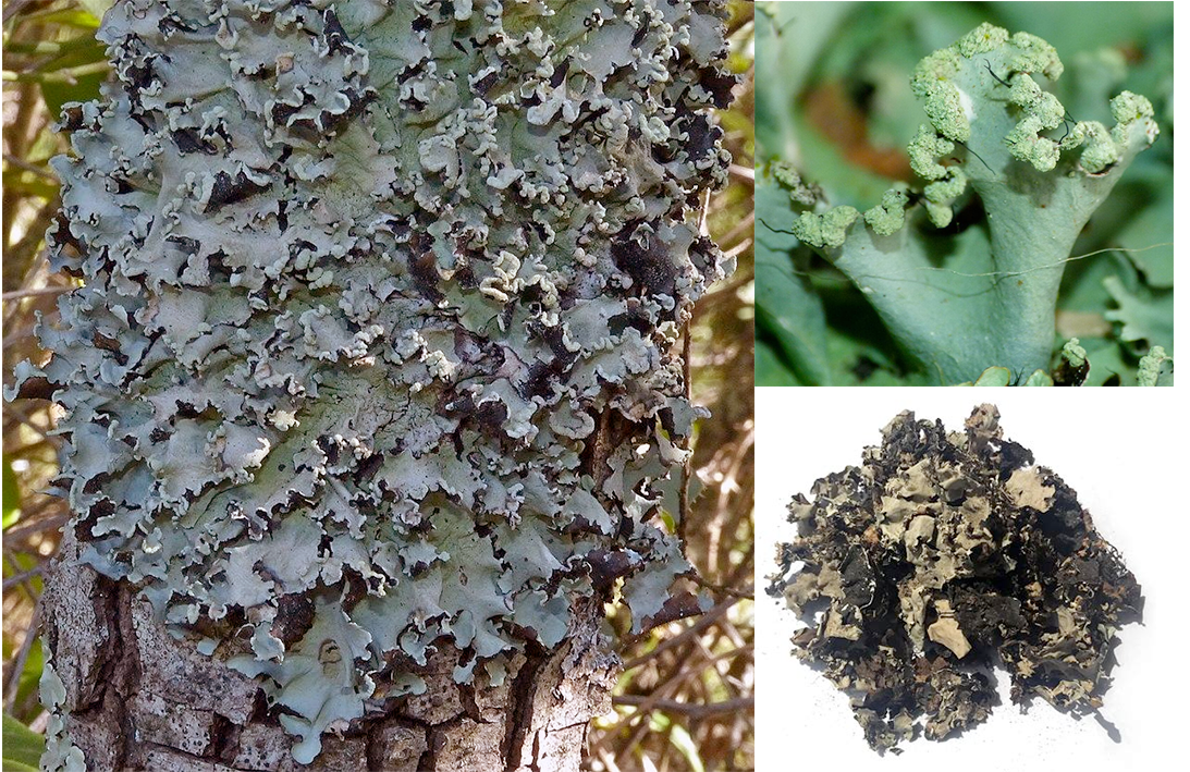 Black stone flower (Parmotrema perlatum) showing growing on a tree, with close up of soredious lobe edges and the dried form used as a spice