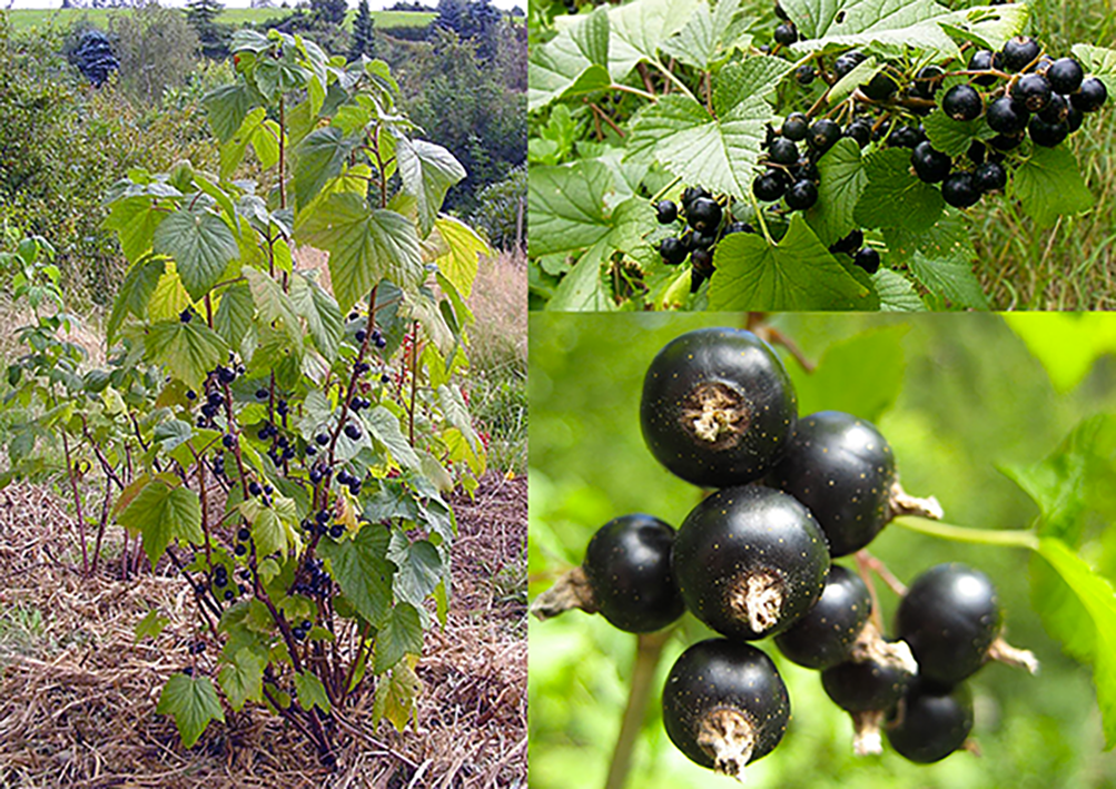 Blackcurrant (Ribes nigrum), showing a young blackcurrant bush with close-ups of a branch bearing fruit and the blackcurrant fruit themselves.