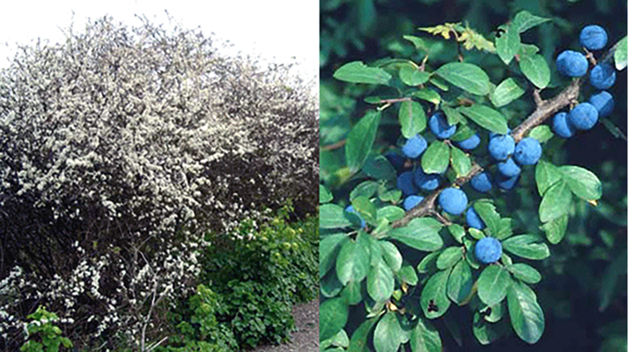 Blackthorn, Prunus spinosa, showing tree in flower and a cluster of the edible fruit