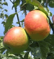 Blenheim Orange