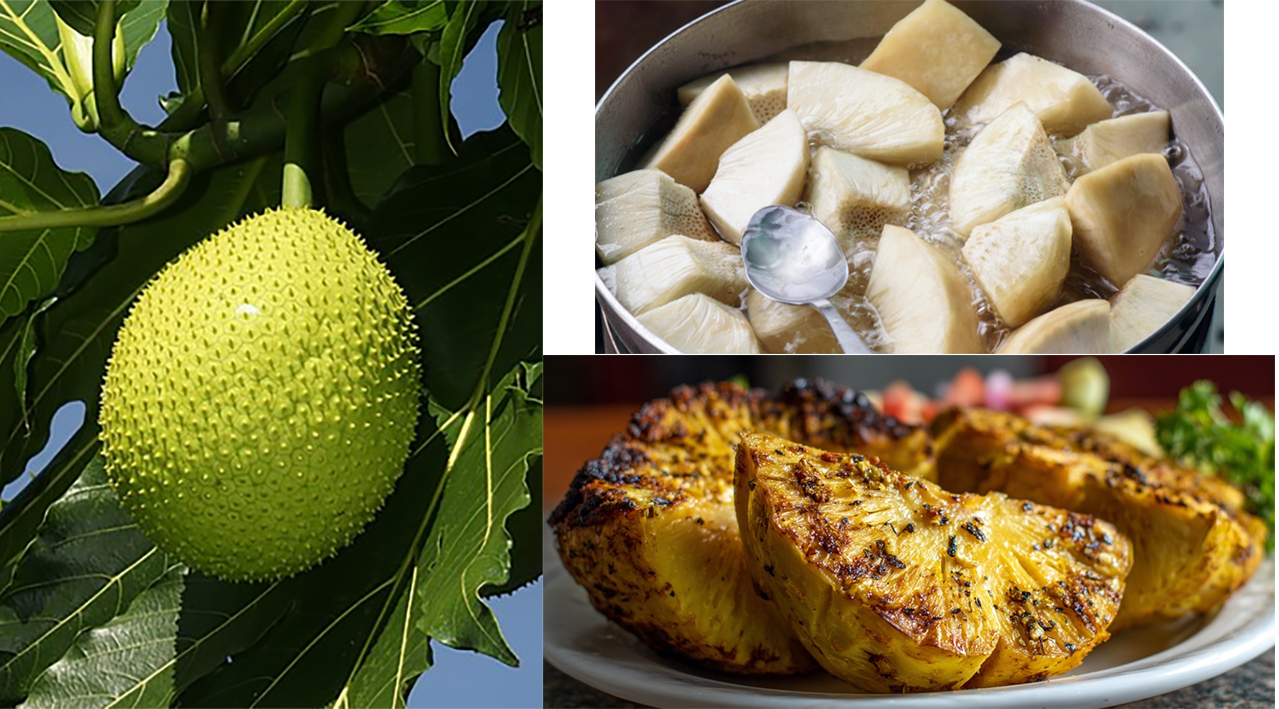 whole breadfruit in the tree with boiled breadfruit and roast breadfruit