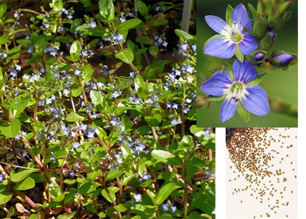 brooklime, Veronica beccabunga, whole plant and close-up of flower and seeds