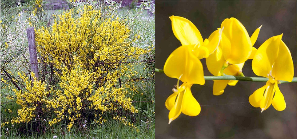Broom plant and broom flower