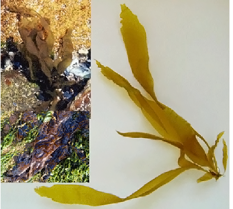 Brown Leafweed (Petalonia fascia), showing the growing alga and a close-up of one of its fronds