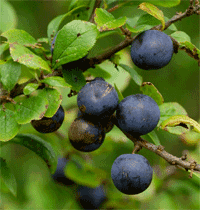 Bullace Plums