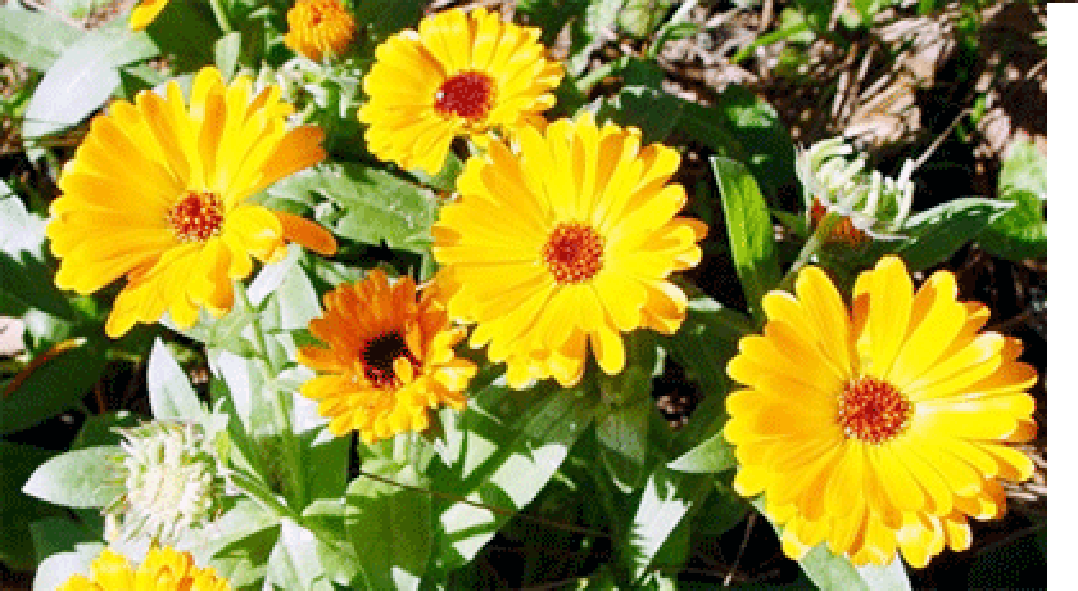 Calendula Flowers