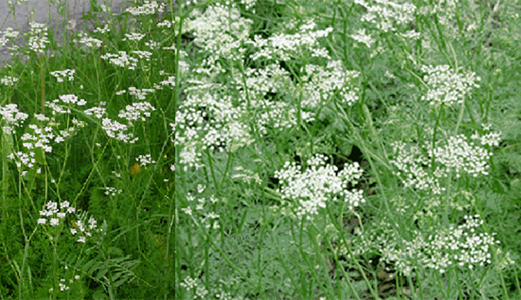 caraway plants, Carum carvi, with caraway seeds inset