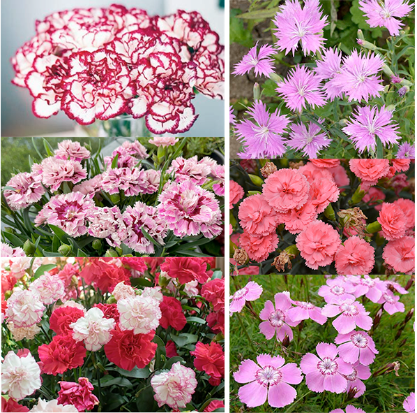 Carnations and Pinks Flowers