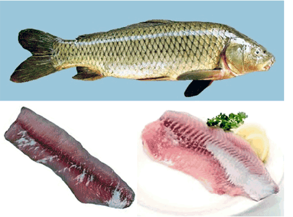 Whole common carp and carp fillets (common carp fillet, left, glass carp fillet, right).