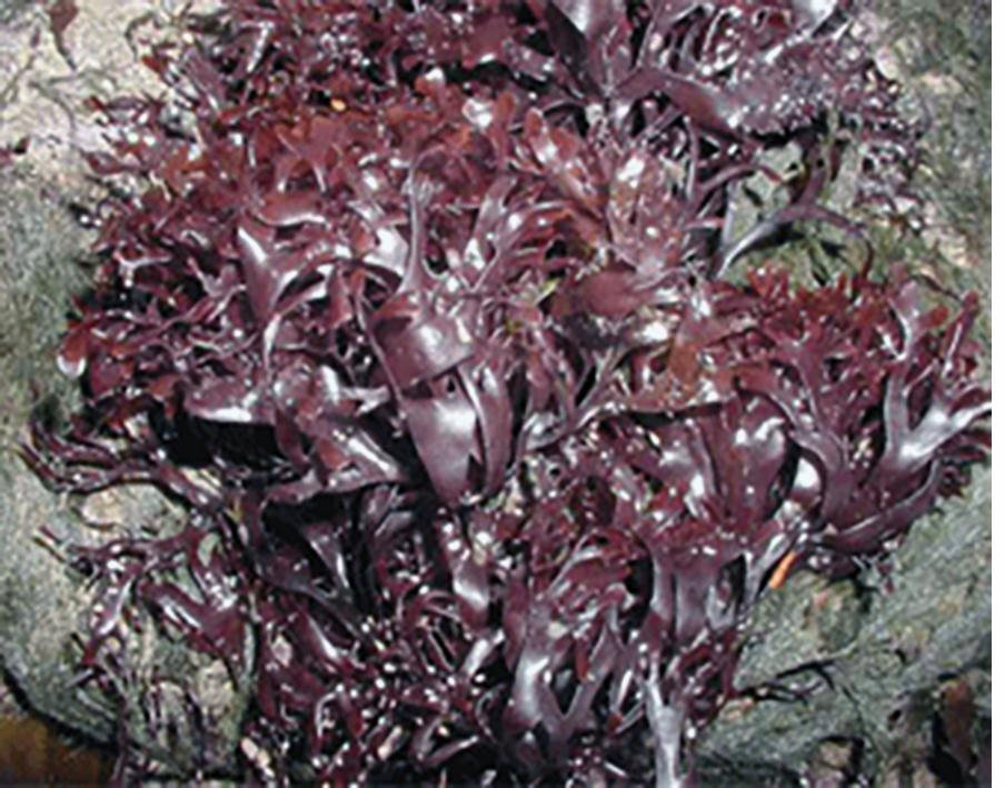 carragheen, carrageen, Chondrus crispus brownish purple fronds growing on a seaside rock