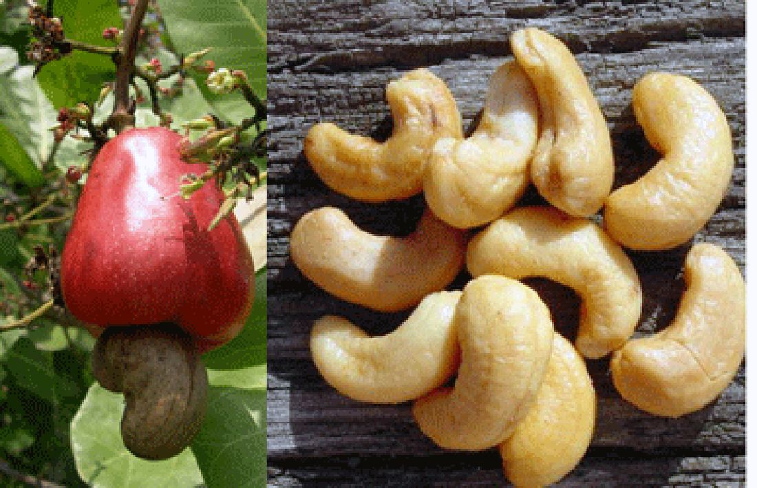 Cashew fruit and extracted nuts