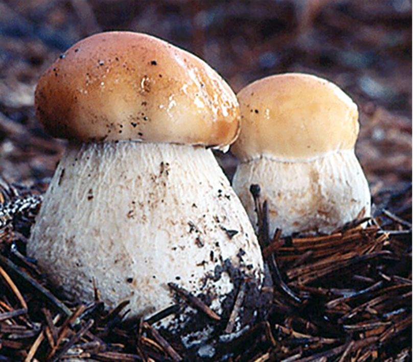 cep (porcini) mushroom, Boletus edulis growing in the wild