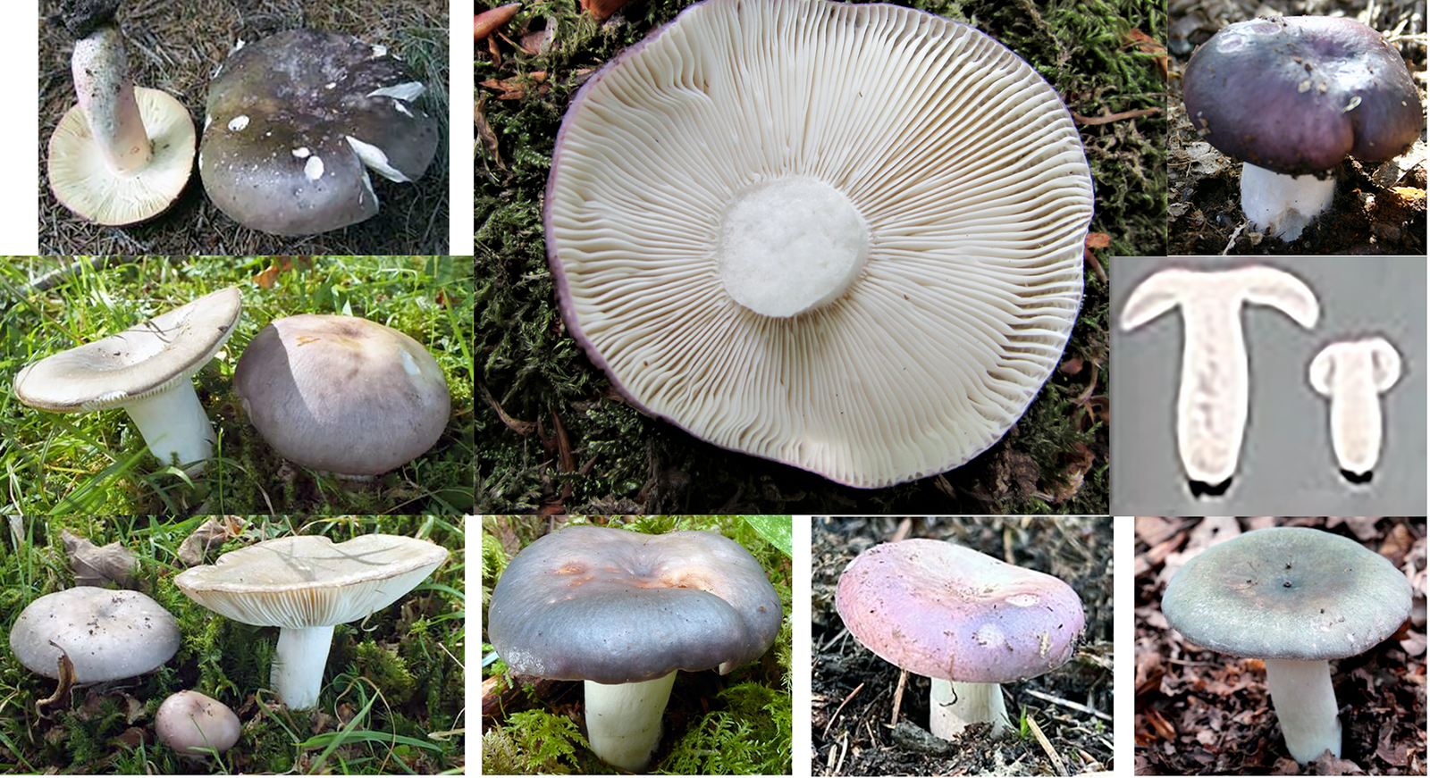 Charcoal Burner (Russula cyanoxantha), mushrooms showing the variations in form and cap colour that can be observed. Also shown is an upside down mushroom showing the gills and two specimens cut open.