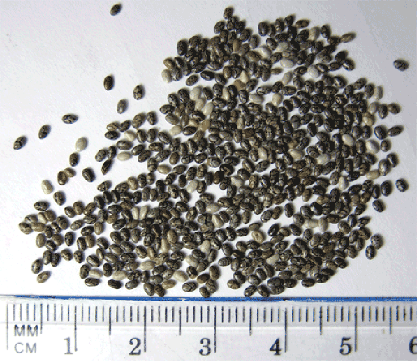 Image of chia seeds next to ruler for scale.