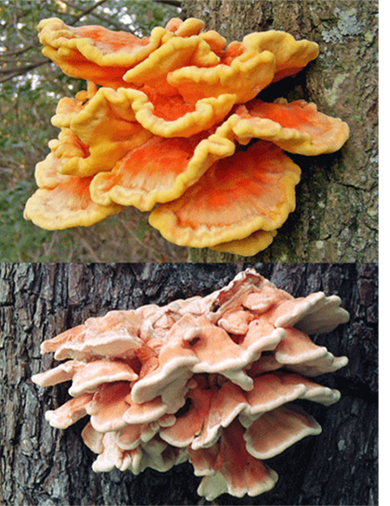Chicken of the Woods bracket fungus (Laetiporus sulphureus), showing two different colour forms growing on trees