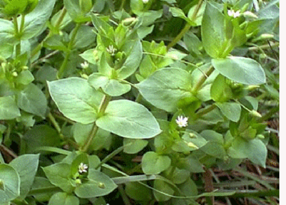 Close up of chickweed plant showing leaves and flowers.