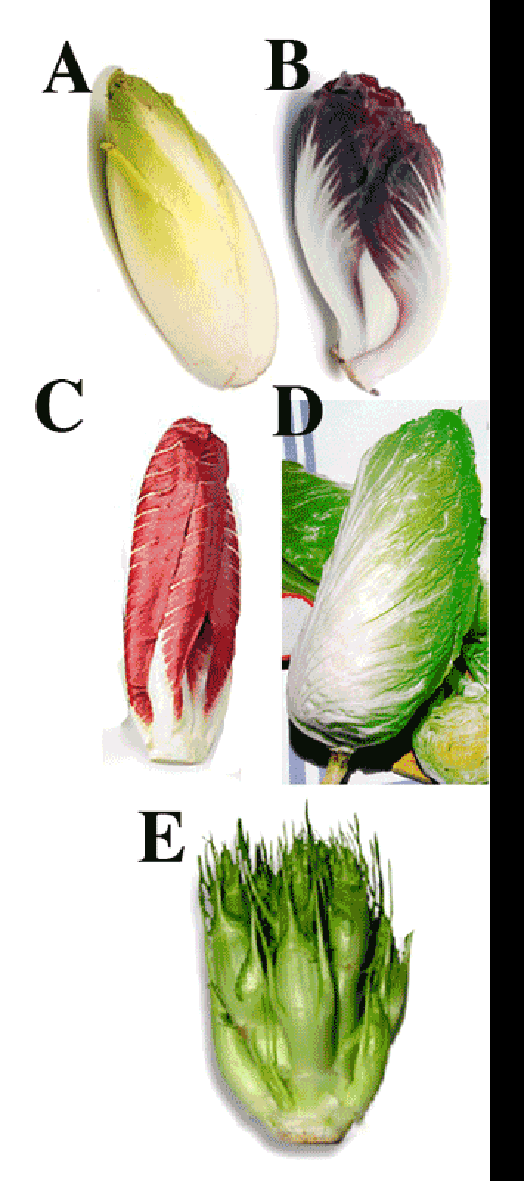 Chicory: A: Belgian Endive or Witloof, a blanched form of Endive. B: Red Endive or Endigia. C: radicchio. D: sugarloaf chicory. E: Puntarelle.